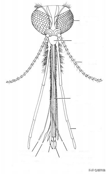 石墨烯能让人在蚊子面前“隐形”?高科技材料功能太强大