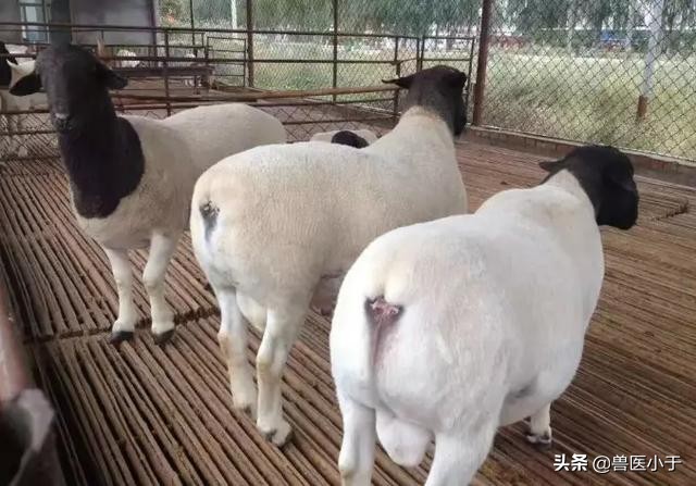 羊瘦不上膘是什么原因,羊不反刍站不稳是怎么回事