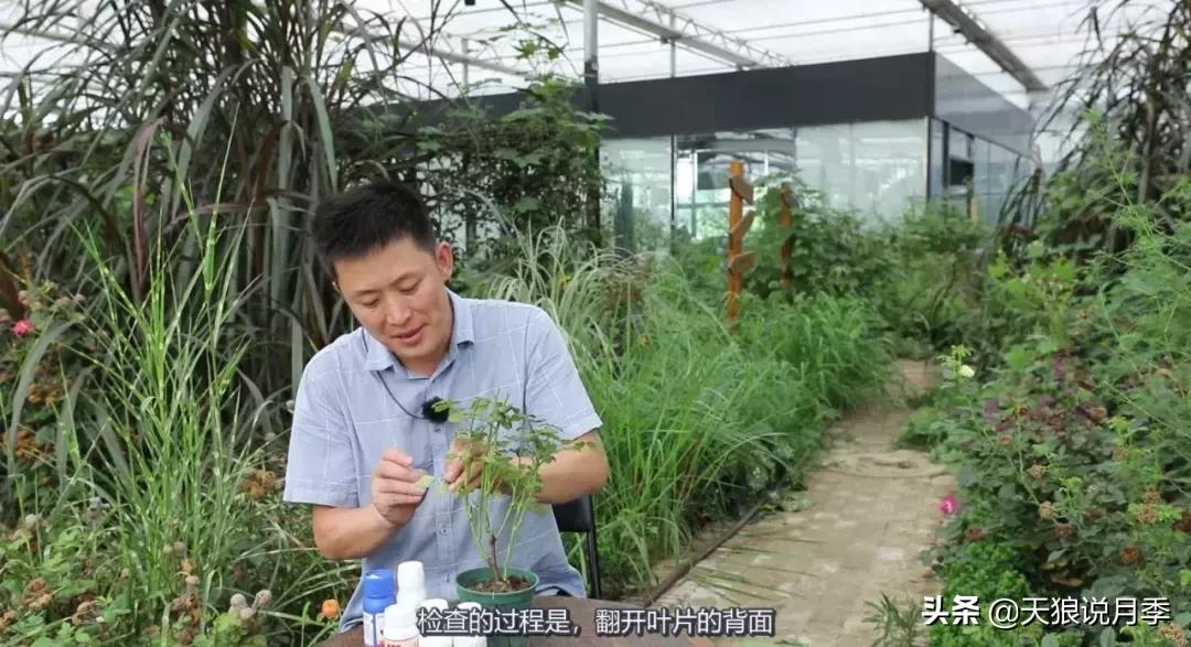 史上最详细的“红蜘蛛”防治攻略三部曲（对应三期视频）