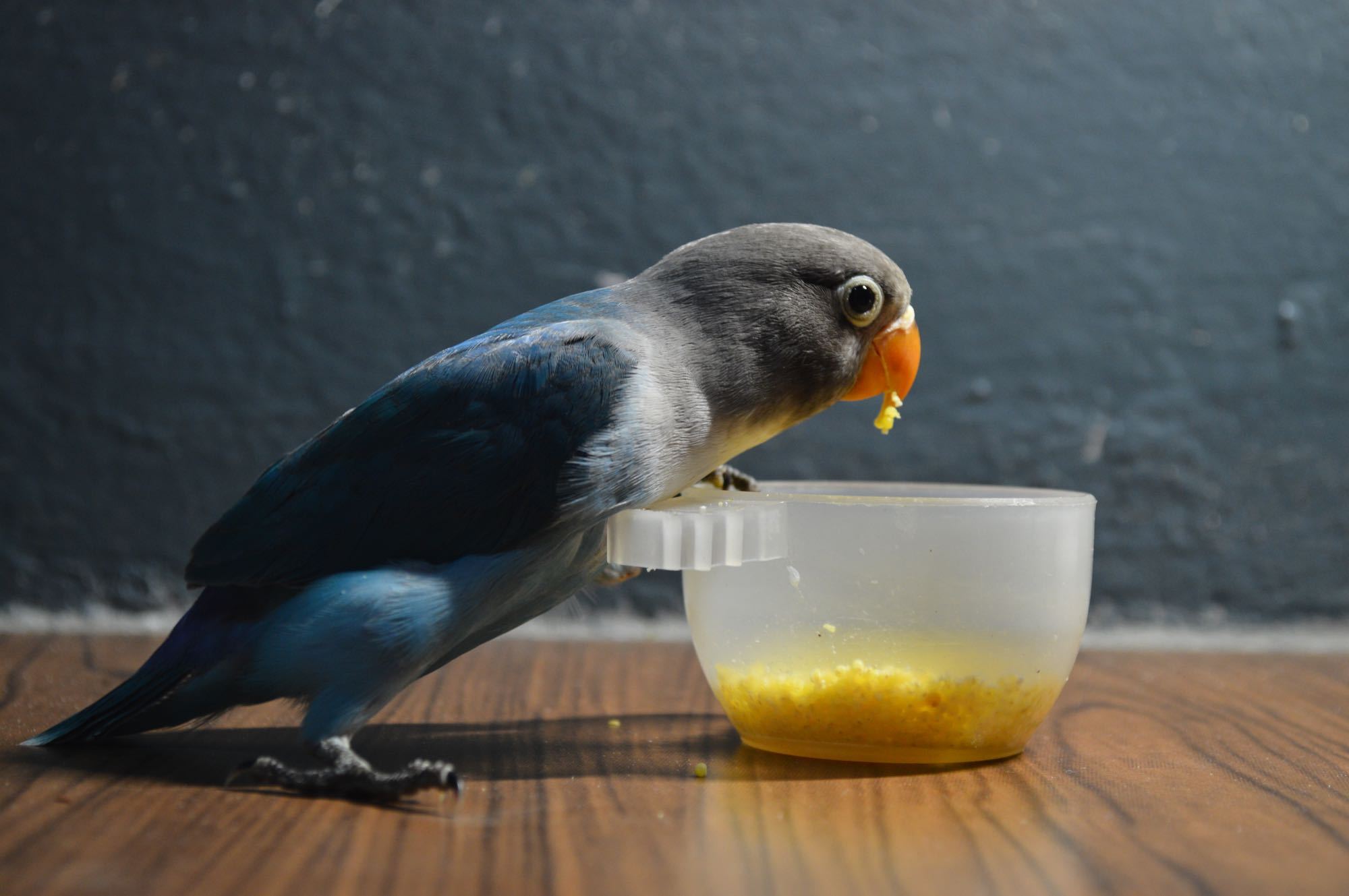 幼鸟如何喂食,幼鸟喂养方法