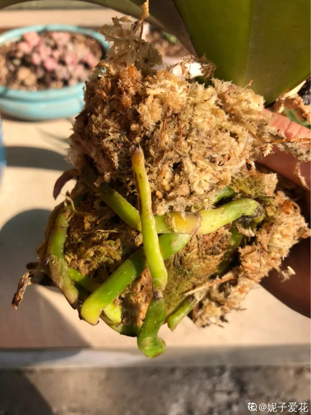 兰花冬季移种如何快速生根,把兰花种树上