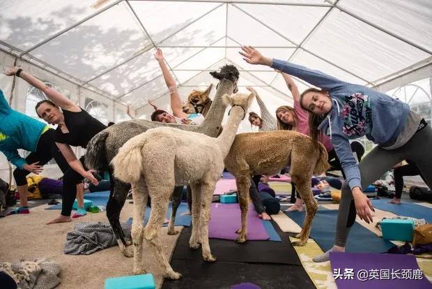 羊驼专治什么病,羊驼治愈厌食症