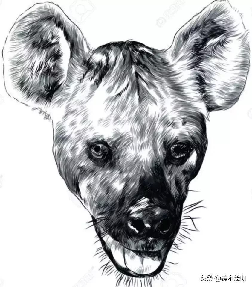 动物素描临摹装饰画,动物素描应该用哪些笔