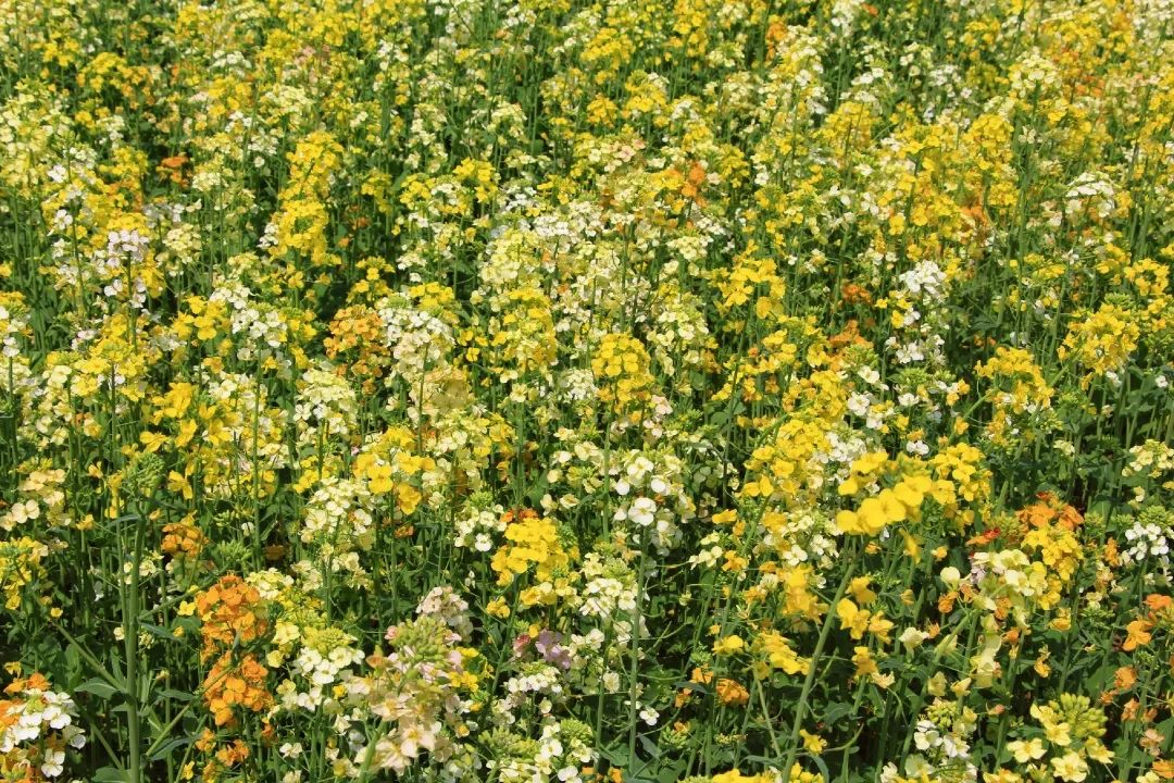 赏春图鉴丨赏花海、品清茶、尝美食...乌当百宜镇这条宝藏春游线路,就等你来打卡啦!