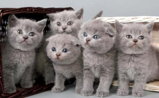 最近很火的猫咪折耳猫,有着天使的面孔的猫