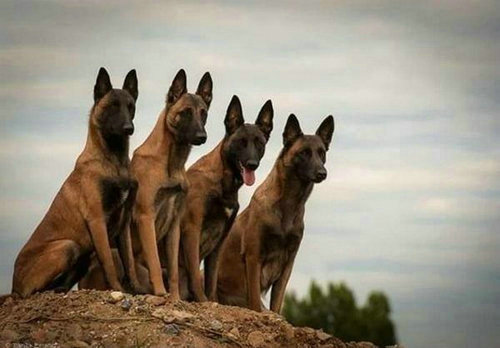 马犬适合用笼子养还是用链子养,养马犬还是养狼青好