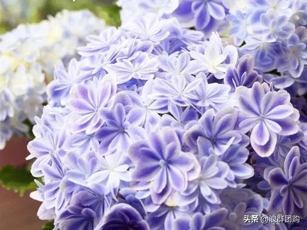 十种好看的绣球,最好看的绣球花视频