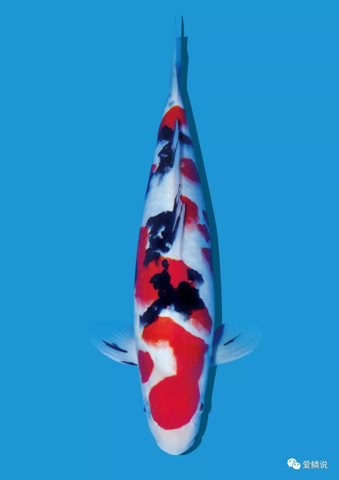 秋天锦鲤怎么杀虫喂什么饲料好,秋天到了怎样做才能健康的贴秋膘