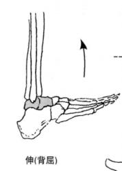 踝关节体态评估,体态评估如何评估踝关节内外翻