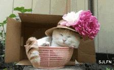 Socie施舒雅请用温柔治疗我