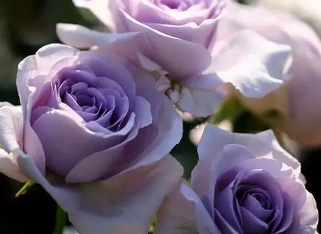 100种月季品种大全集,适合地栽的蓝紫色月季有哪些