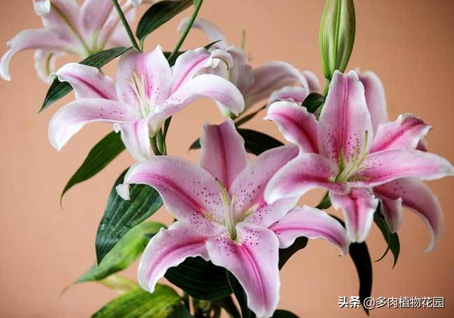 香水百合怎么养更持久,香水百合盆栽能在室内养吗