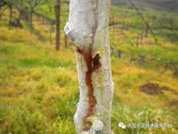 猕猴桃花果期怎么管理,一年猕猴桃树怎么管理