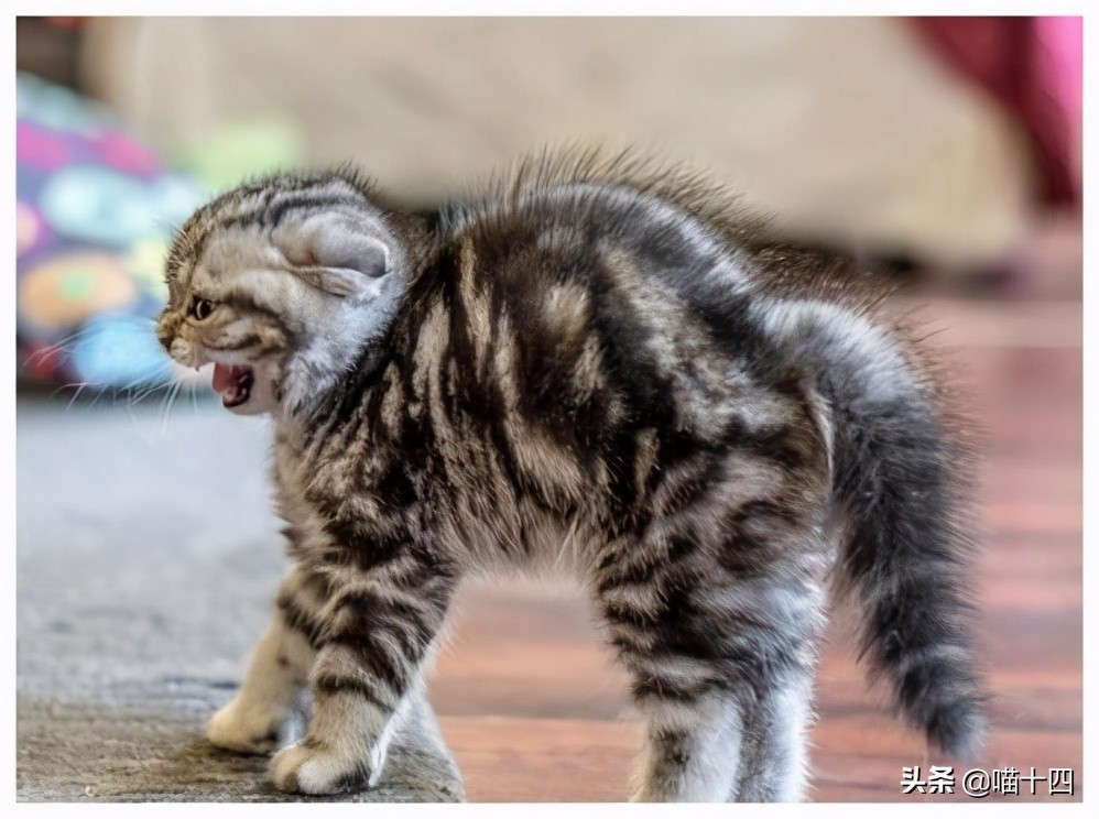 39天小猫软便,老是软便