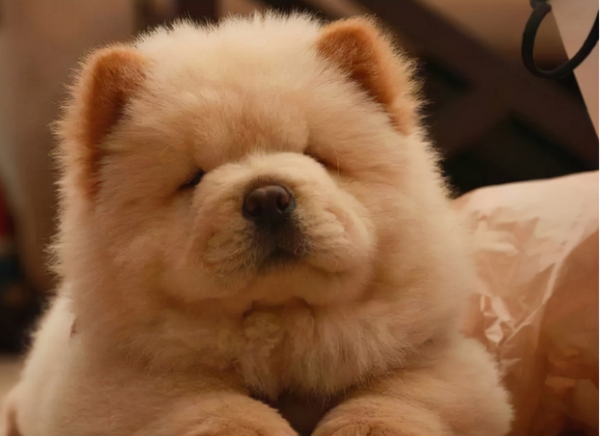 松狮犬适合女生养吗,养松狮犬每月大概花费多少钱