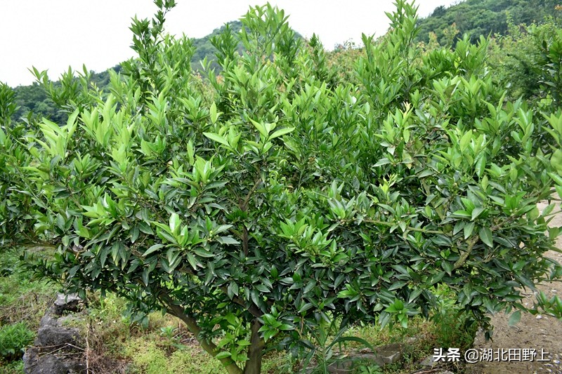 推荐的民宿采摘,浙江隐匿山野的民宿桃源仙境