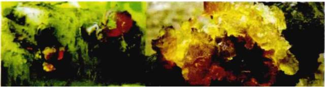 果树流胶病对人体有什么危害,果树得了流胶病用火烧管用吗