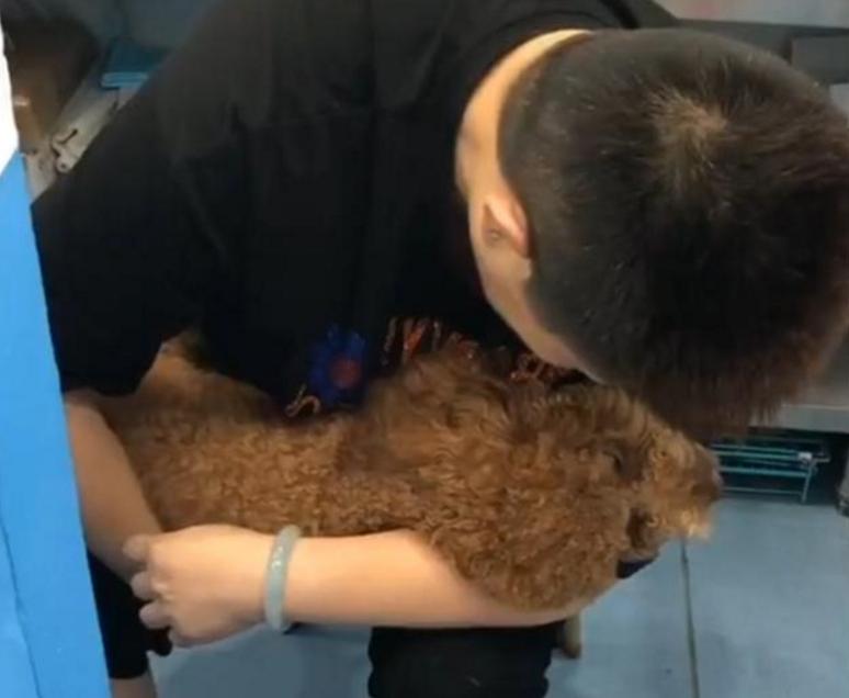 狗狗吃火龙果主人以为死了,狗狗吃牛油果后死亡