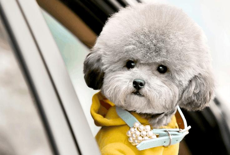 让泰迪恐惧的狗语,怎么让泰迪害怕恐惧