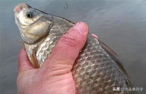 野钓为什么没有口,野钓为何没口而且顶漂