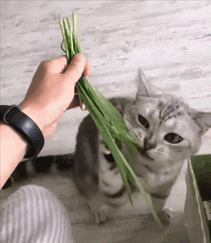 吃牛皮纸算异食癖吗,异食癖吃粉笔的危害