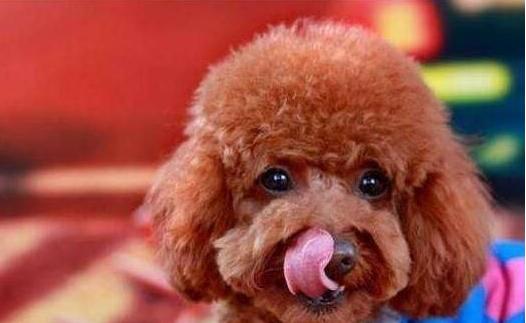 泰迪犬的这6种行为,泰迪犬舔主人真实的几个原因