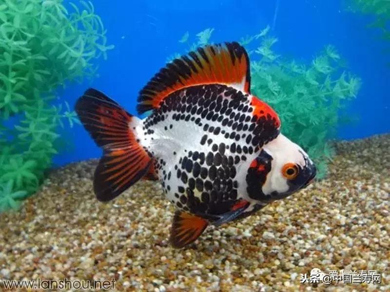 生命力最大的金鱼品种有哪些,十大最好的金鱼品种