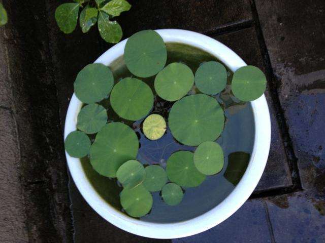 碗莲种子夏天可以种植吗,碗莲夏天开几次花