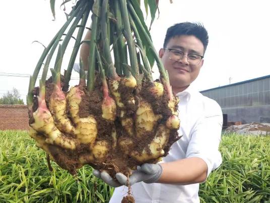 大姜丰产,大姜苗期冲施带激素的肥料好吗