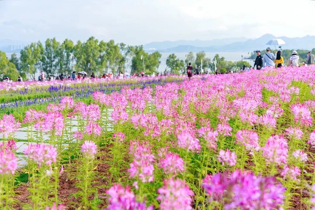 去深圳免费游玩的10个地方,深圳免费游玩景点推荐