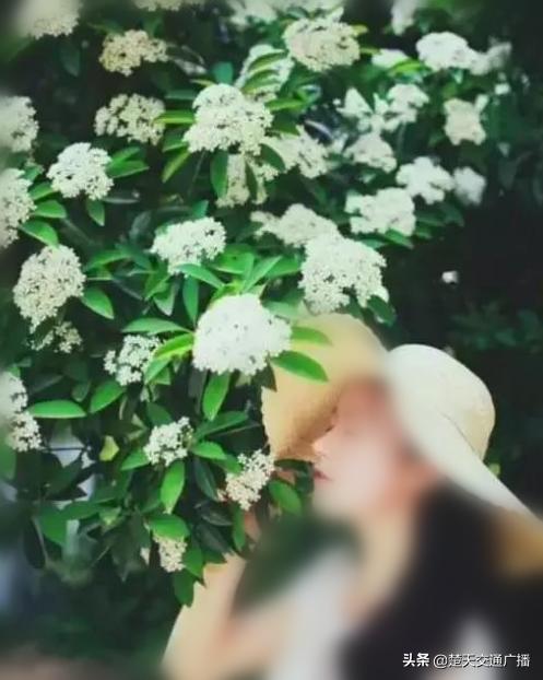 石楠花又开了,石楠花春天