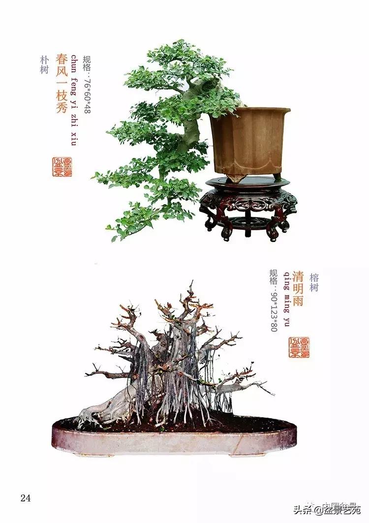 陈文图榕树欣赏,陈文图盆景