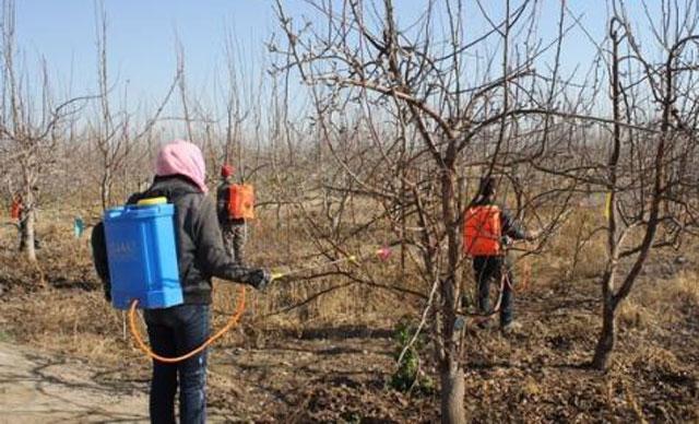 苹果小卷蛾用什么杀虫剂,苹果树卷叶病用什么药
