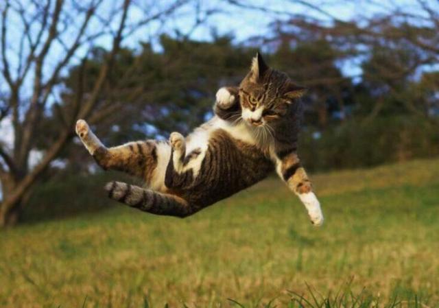 为什么雄性猫要长倒刺，在繁衍时故意刮伤雌性？这倒刺可不简单