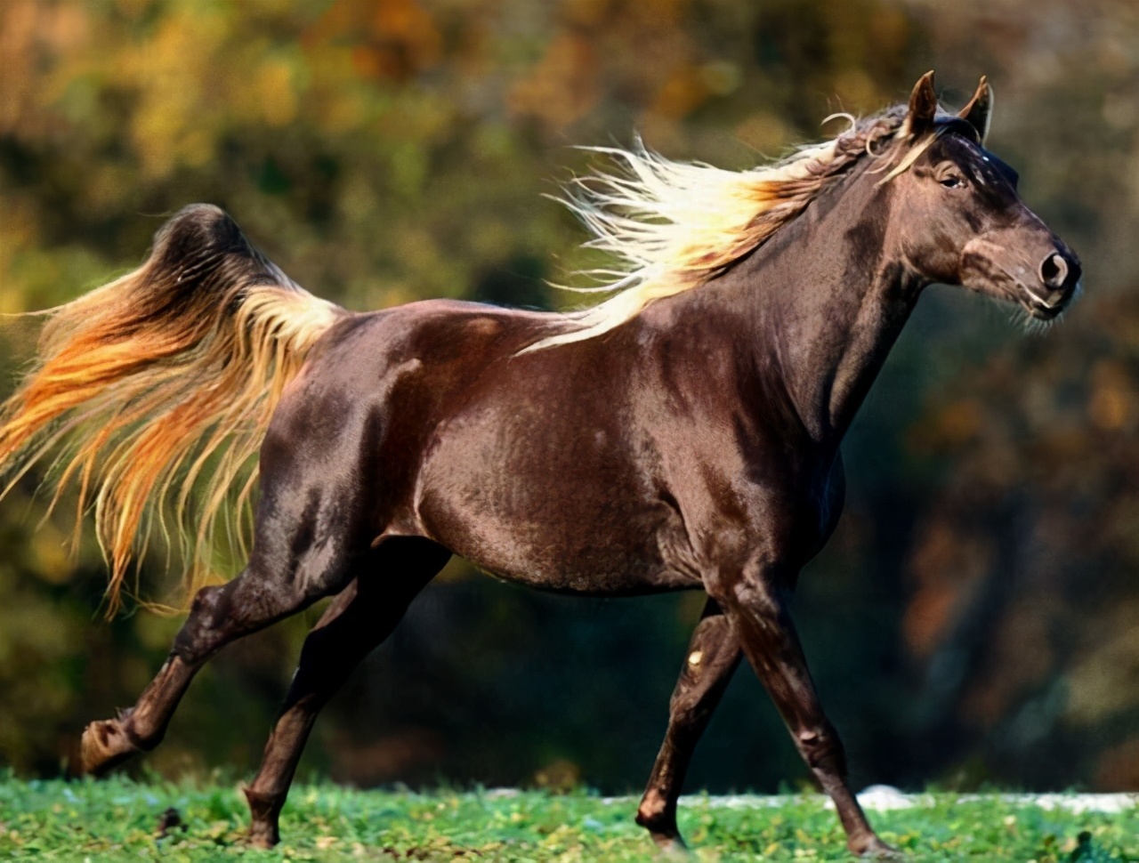 奇怪的知识又增加了阿拉伯语,奇怪的知识又增加了猫原版