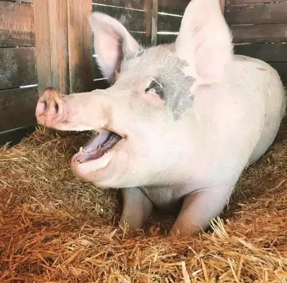 这一次我承认输给了“猪”！