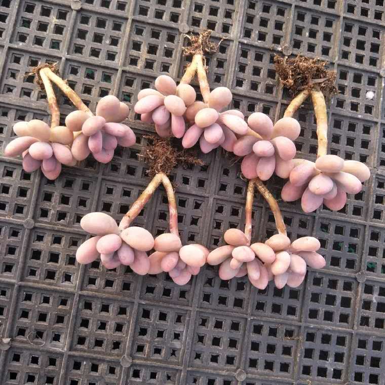 多肉长出小朵怎么办,多肉白胡须怎么养