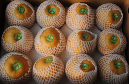 【一乡一品振兴路】近德固乡：晚秋黄梨结出致富“金疙瘩”