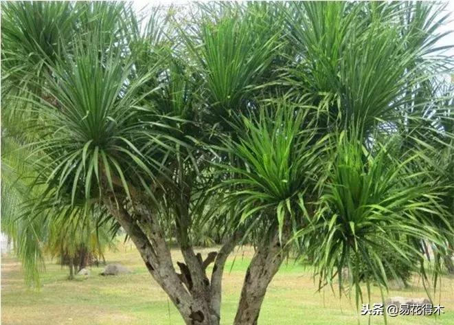 巴西木病虫害黄叶,盆栽巴西木四季水肥养护管理