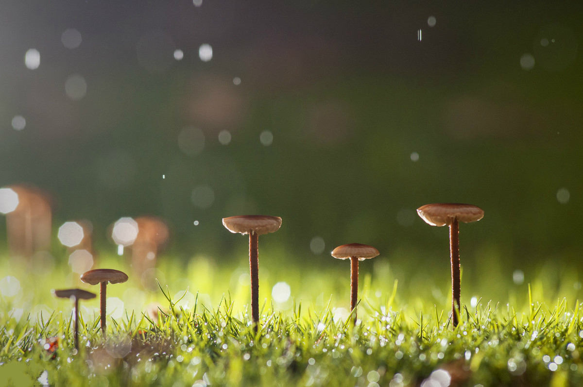 身上有刺的人,才能保护好自己,你的善良,一定要带些锋芒