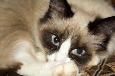 幼猫猫粮钙磷比多少最好,猫粮最佳钙磷比