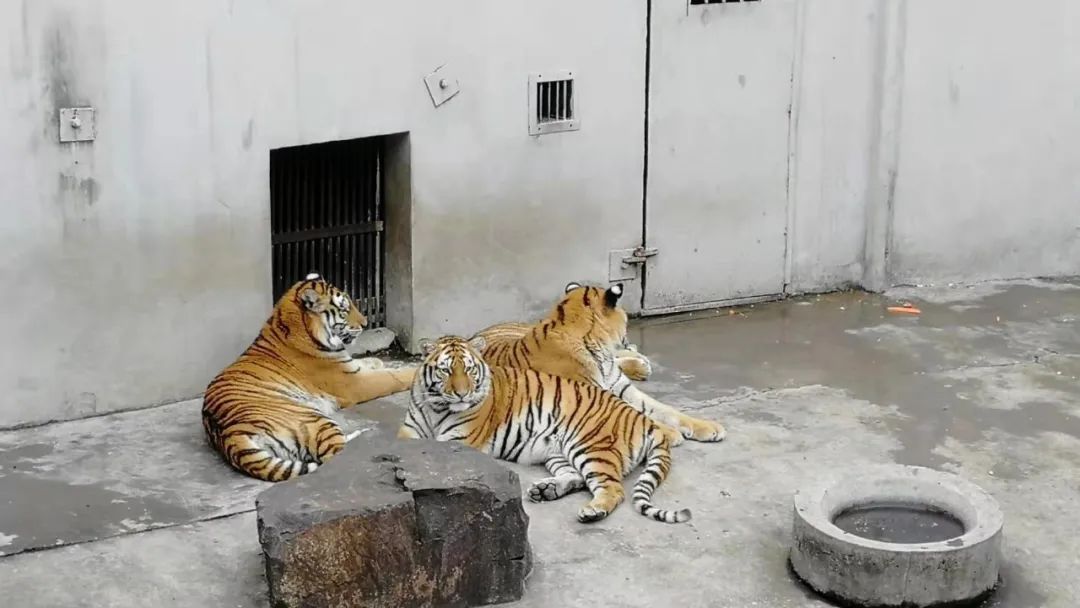 和平公园动物岛还有吗,和平公园可以喂动物吗