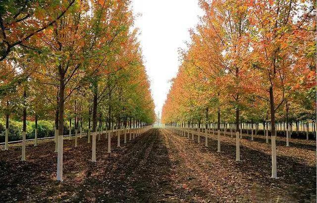 值得推荐的苗木,最值钱的苗木排行榜