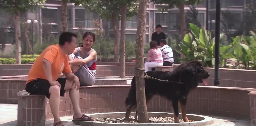 主人想把狗安乐死,主人选择抛弃狗狗