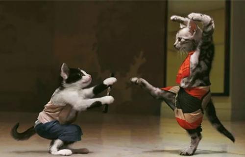 母猫咪发情要剃毛吗,猫咪发情时怎么剃毛