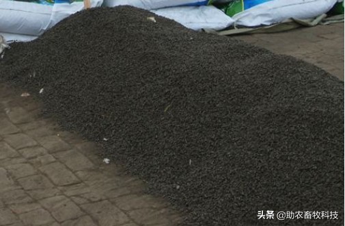 养羊夏季怎样减少骚臭味,养羊低温处理法