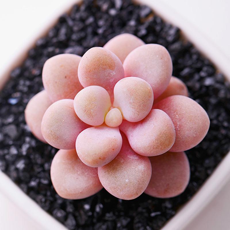 100种常见多肉植物图鉴收藏,1000种多肉植物图鉴及名字