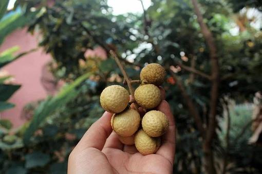 眼睛干涩吃龙眼有用吗,吃龙眼干会加重炎症吗