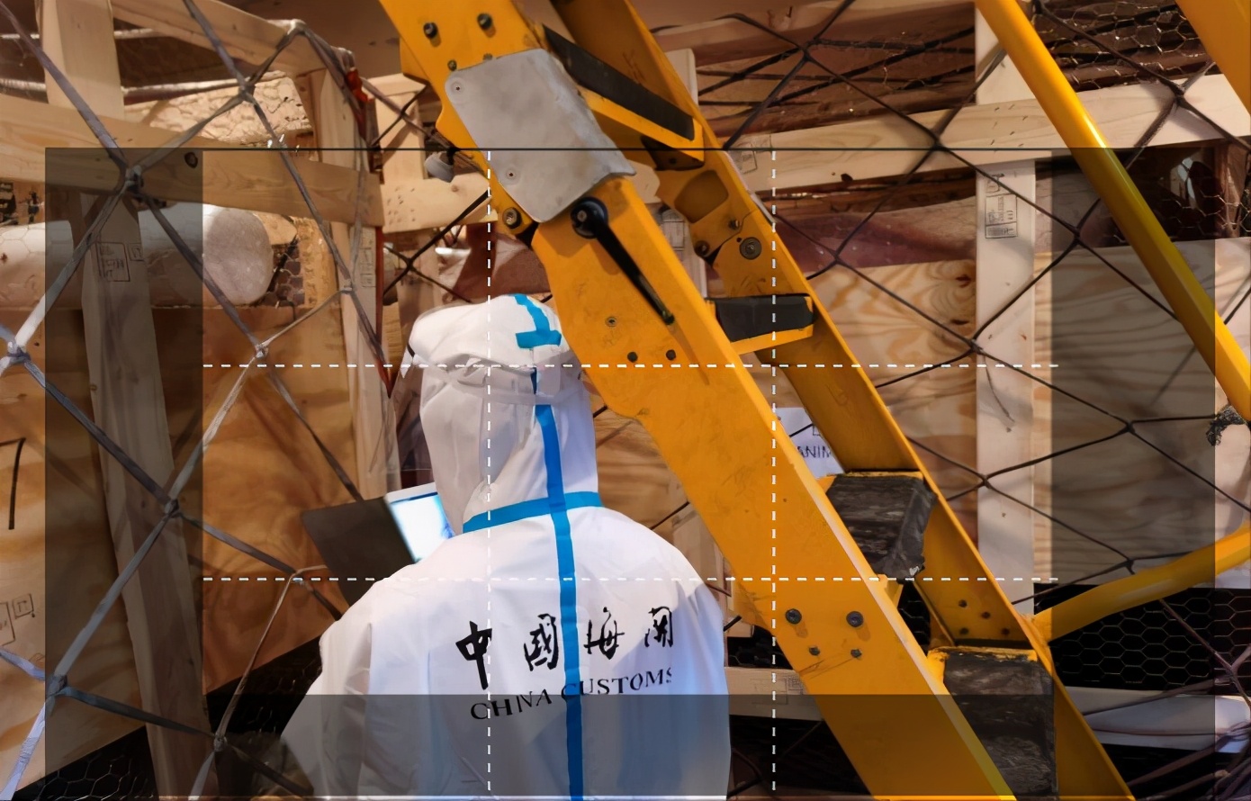 985头美国*猪种**落户四川,天价丹麦猪入境合肥,土猪或将灭绝?