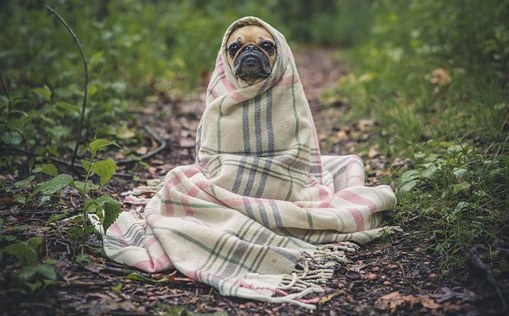 为什么狗老是摇头抓耳,狗子不正常摇头是什么原因